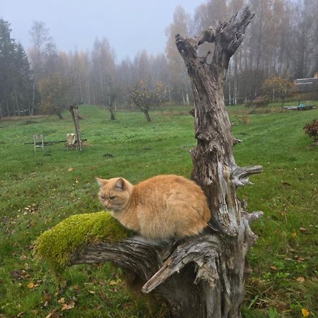 Vila Baltas Raganinas Pirts Sabile Exteriér fotografie