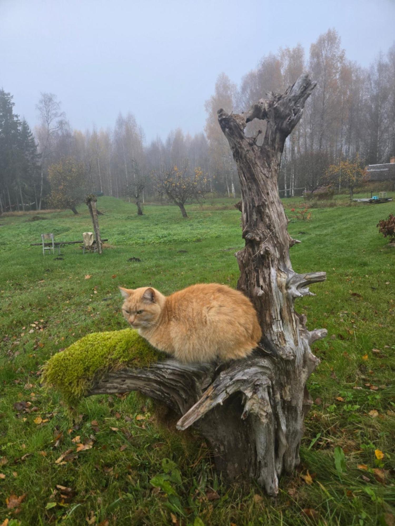 Vila Baltas Raganinas Pirts Sabile Exteriér fotografie
